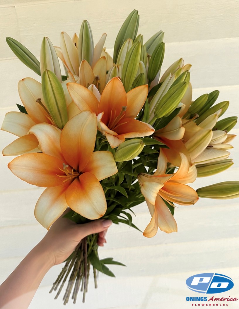 Orange Emperor - OxT Hybrid Lilies Photo #2