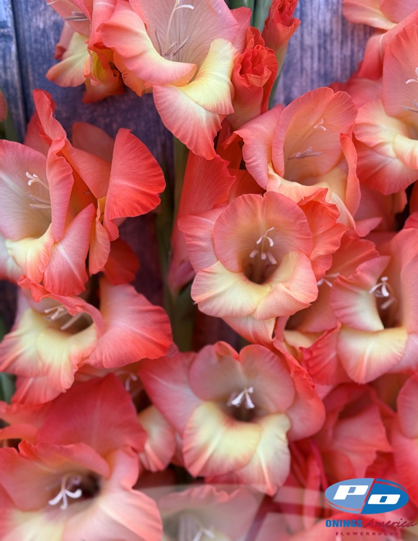 Orange Sun - Gladiolus Photo #2