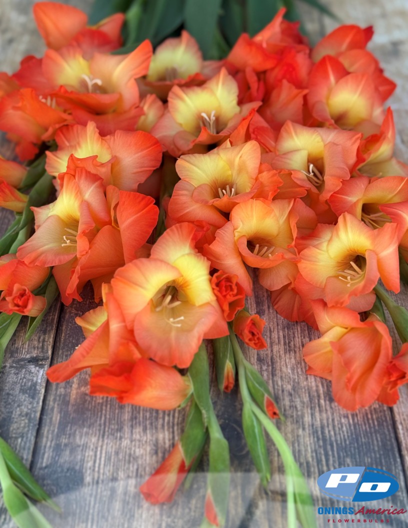 Orange Sun - Gladiolus Photo #2