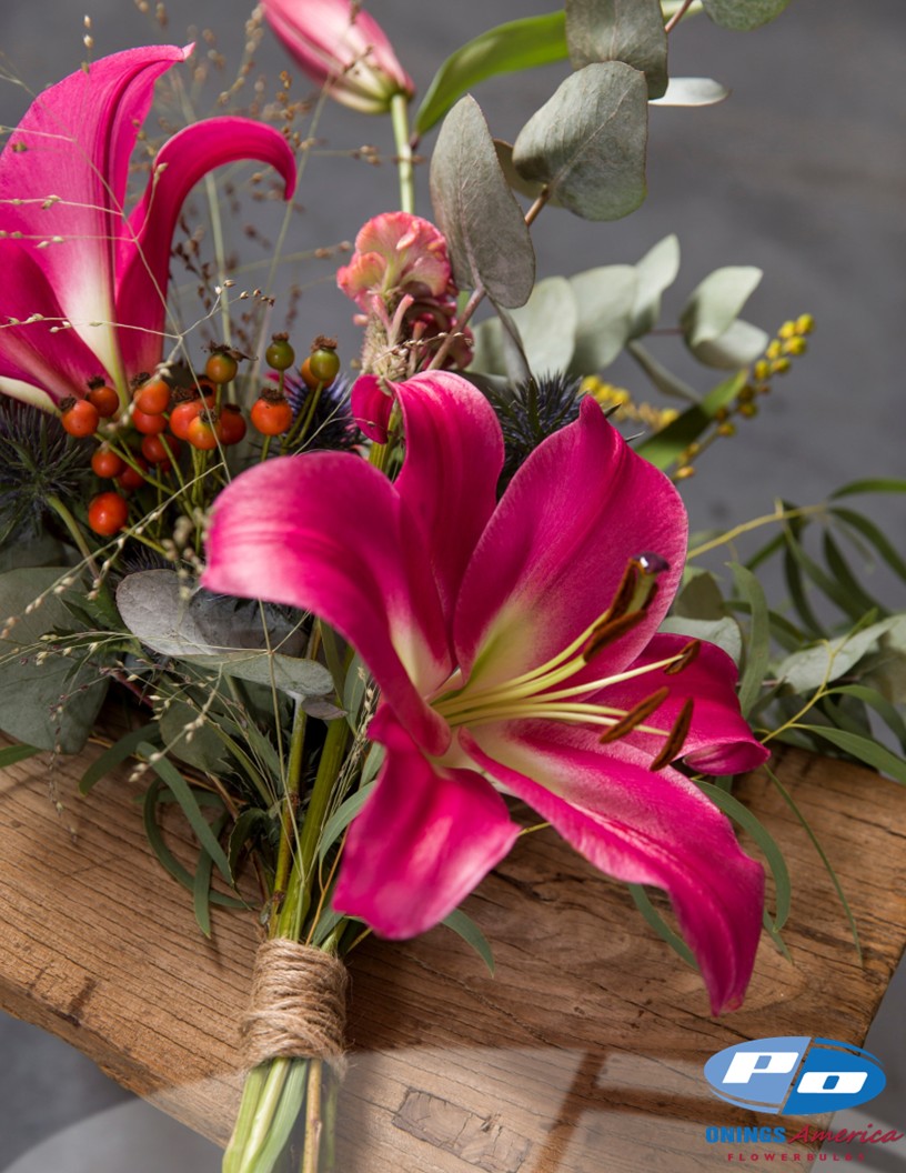 Palazzo - OxT Hybrid Lilies Photo #2