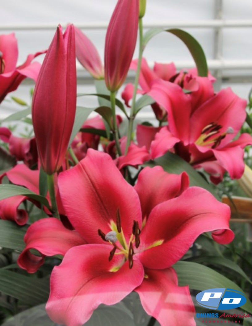 Palazzo - OxT Hybrid Lilies Photo #1