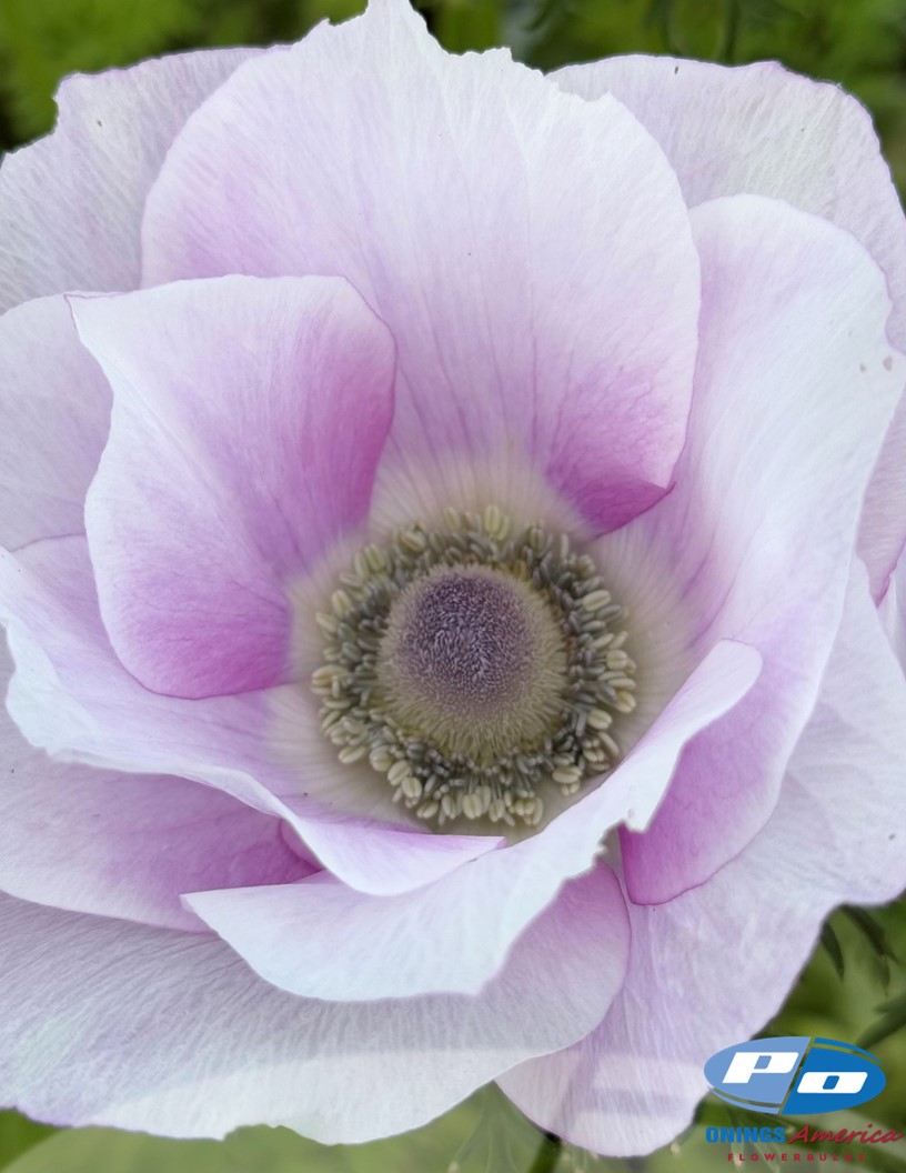 Mistral Pale - Mistral Anemone Photo #1
