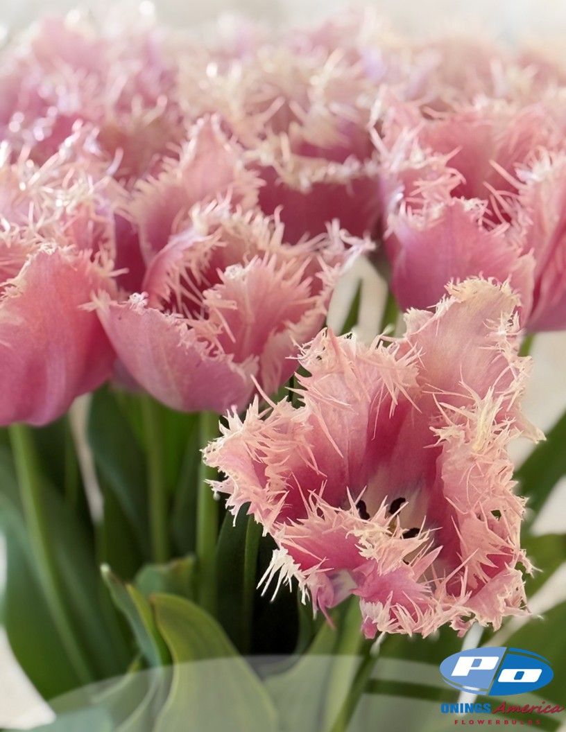 Paleis het Loo - Tulips Photo #2