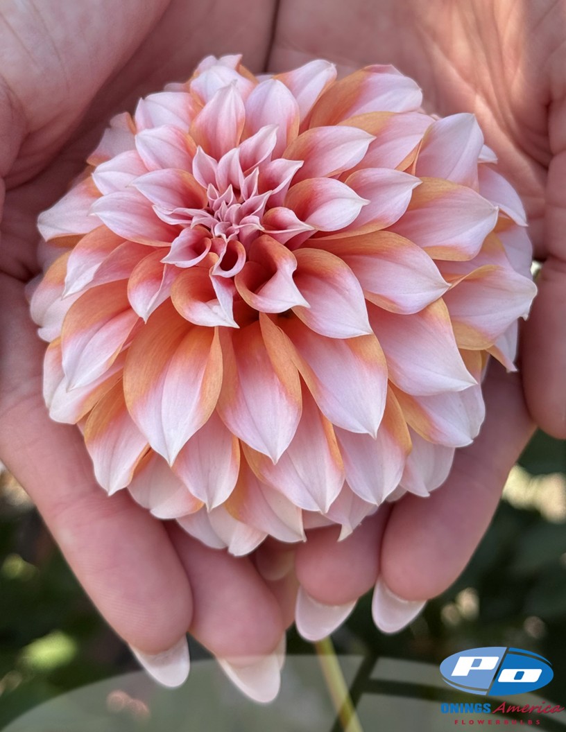 Peaches - Dahlia Photo #2