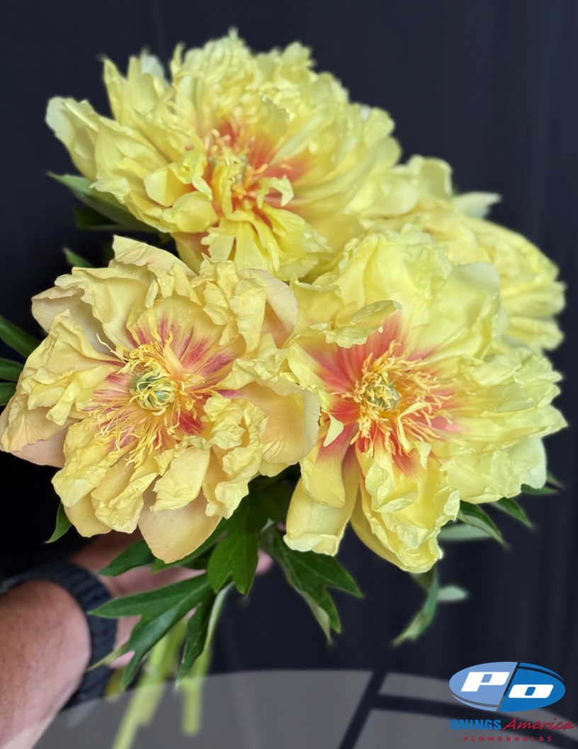 Bartzella - Peonies Photo #2