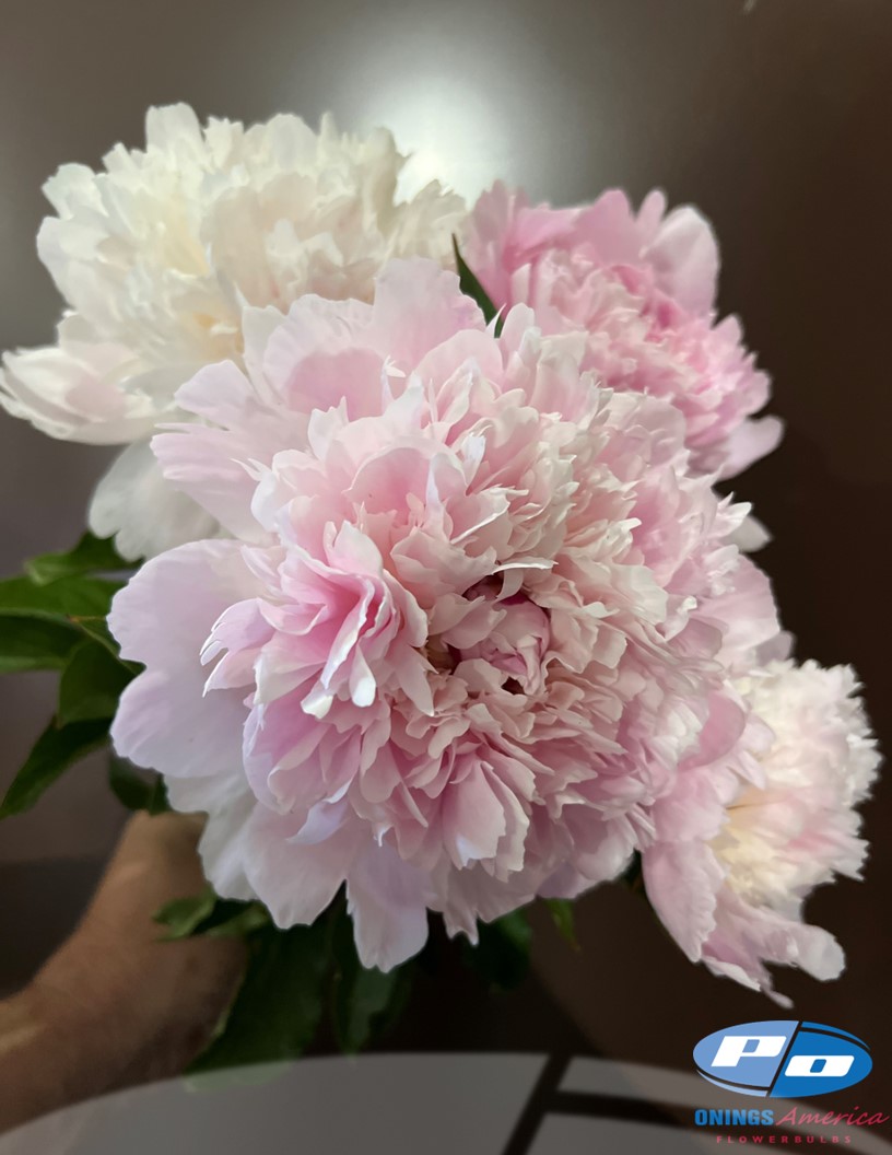 Alertie - Peonies Photo #2