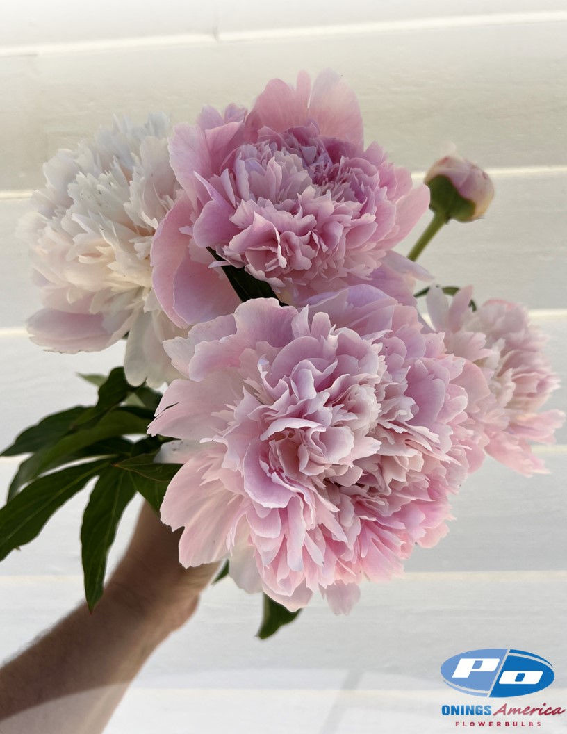 Alertie - Peonies Photo #2