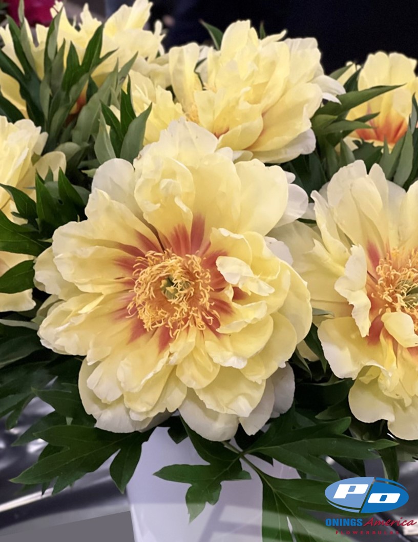 Bartzella - Peonies