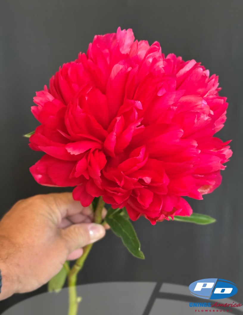 Belgravia - Peonies Photo #2