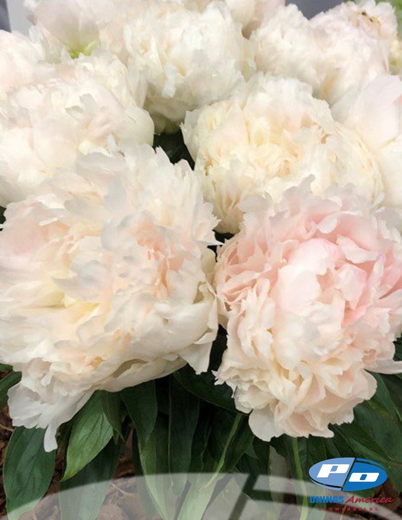 Brother Chuck - Peonies Photo #2