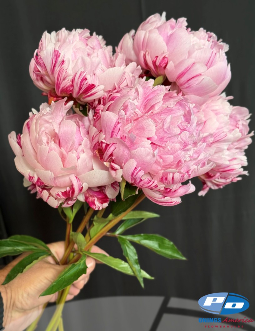 Candy Stripe - Peonies Photo #2