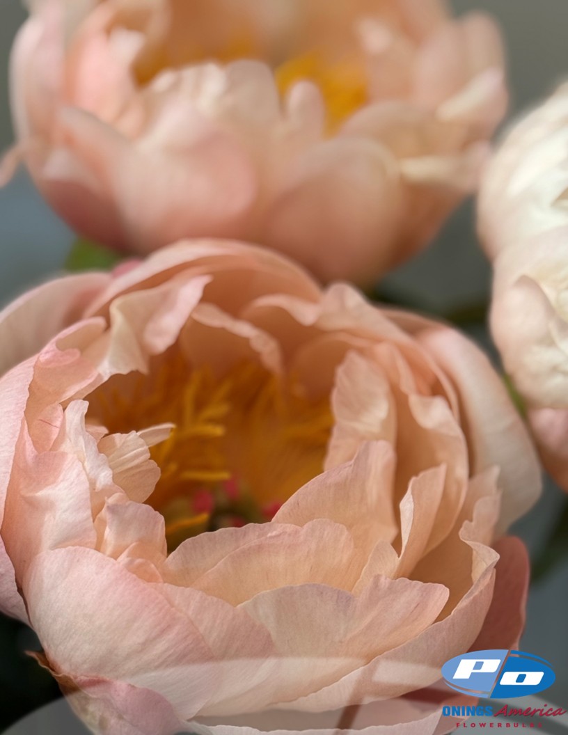 King's Day - Peonies Photo #1