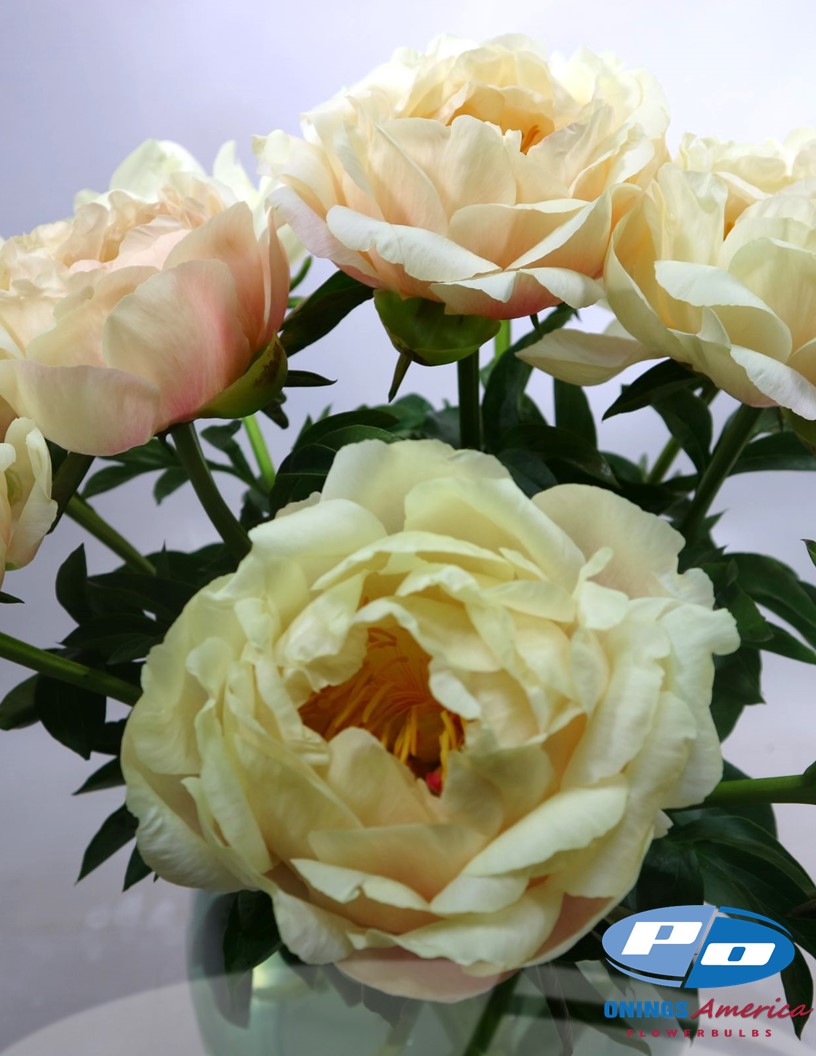 King's Day - Peonies Photo #1