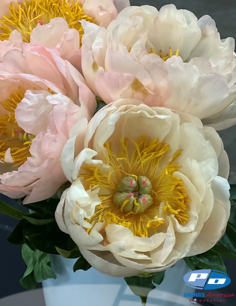 King's Day - Peonies Photo #1