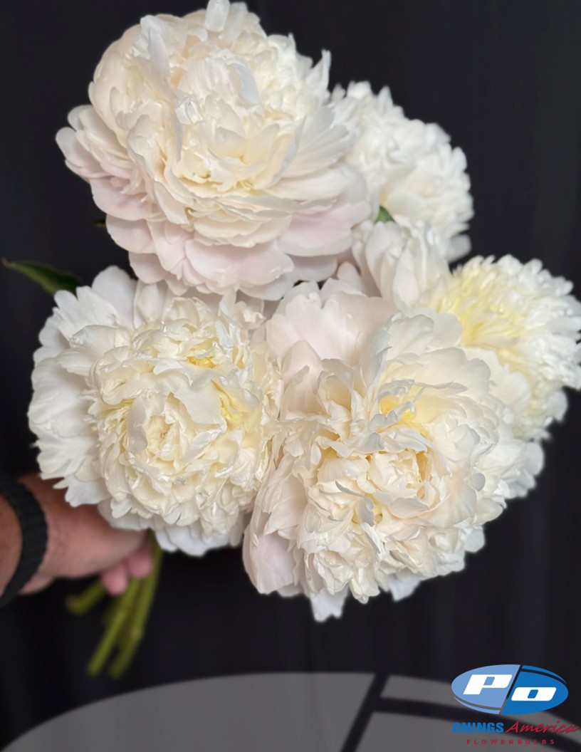 Moon over Barrington - Peonies Photo #1