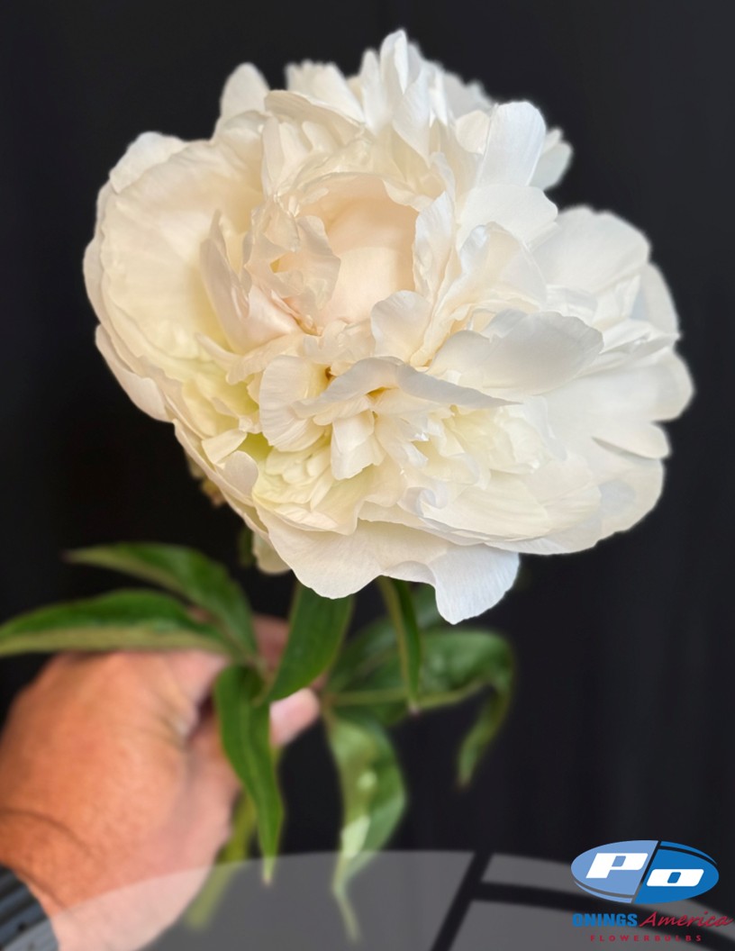 Puffed Cotton - Peonies