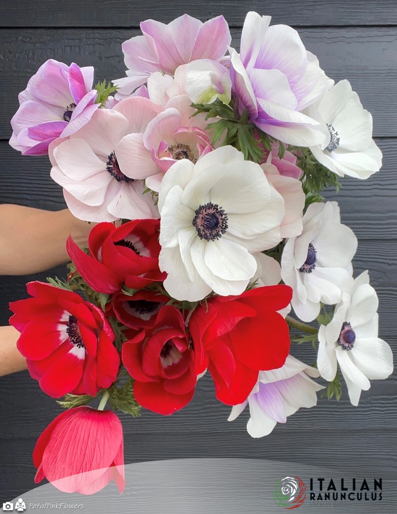 Mistral Fuego - Mistral Anemone Photo #2