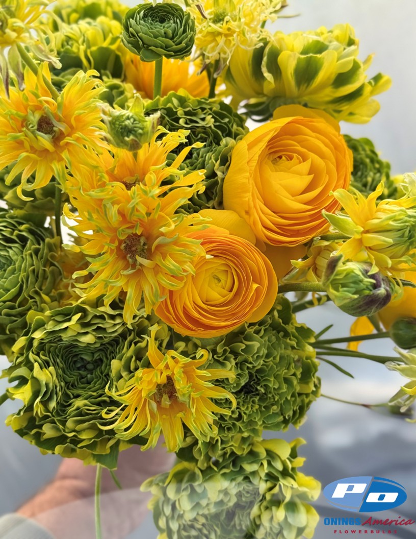 Pon Pon Peter Pan - Cloni® Ranunculus Photo #2