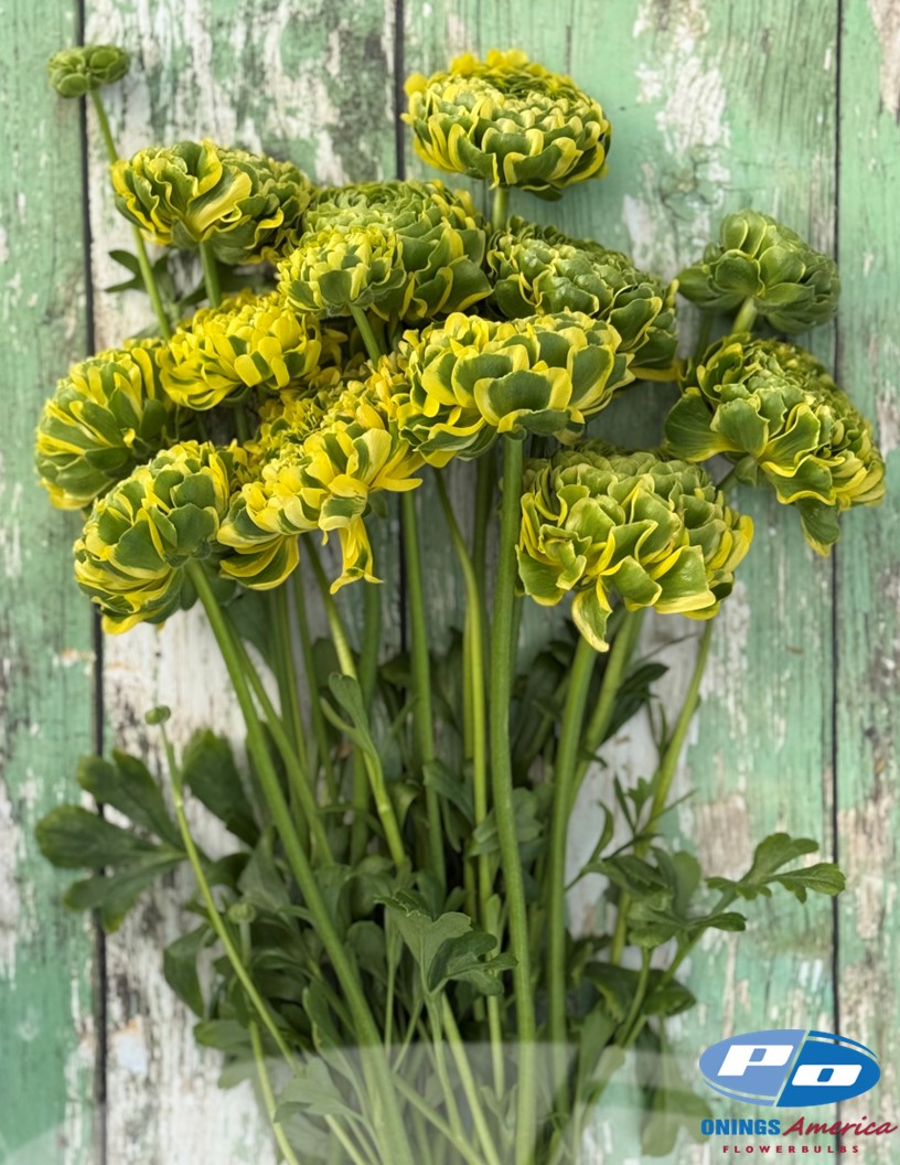 Pon Pon Peter Pan - Cloni® Ranunculus Photo #2