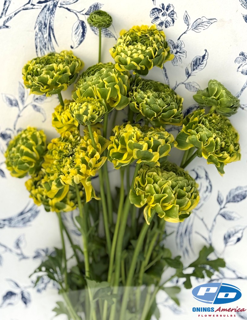 Pon Pon Peter Pan - Cloni® Ranunculus Photo #2