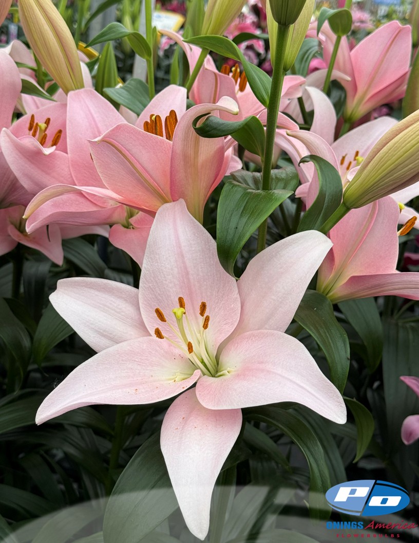 Pigalle - LxA Hybrid Lilies Photo #2