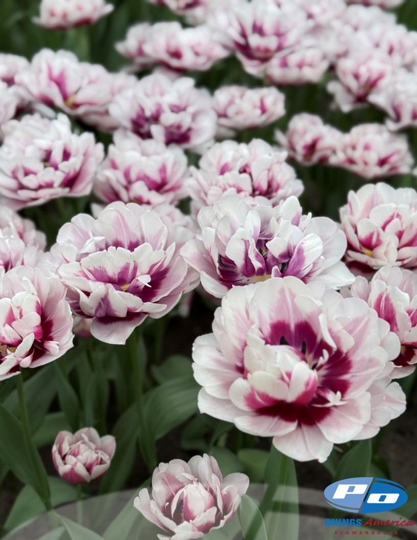 Pistache - Tulips