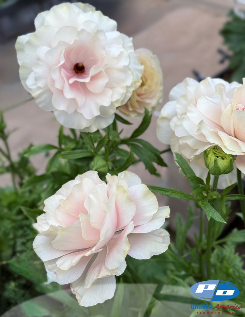 Natura Moderna 1867 (new) - Natura Moderna® Ranunculus