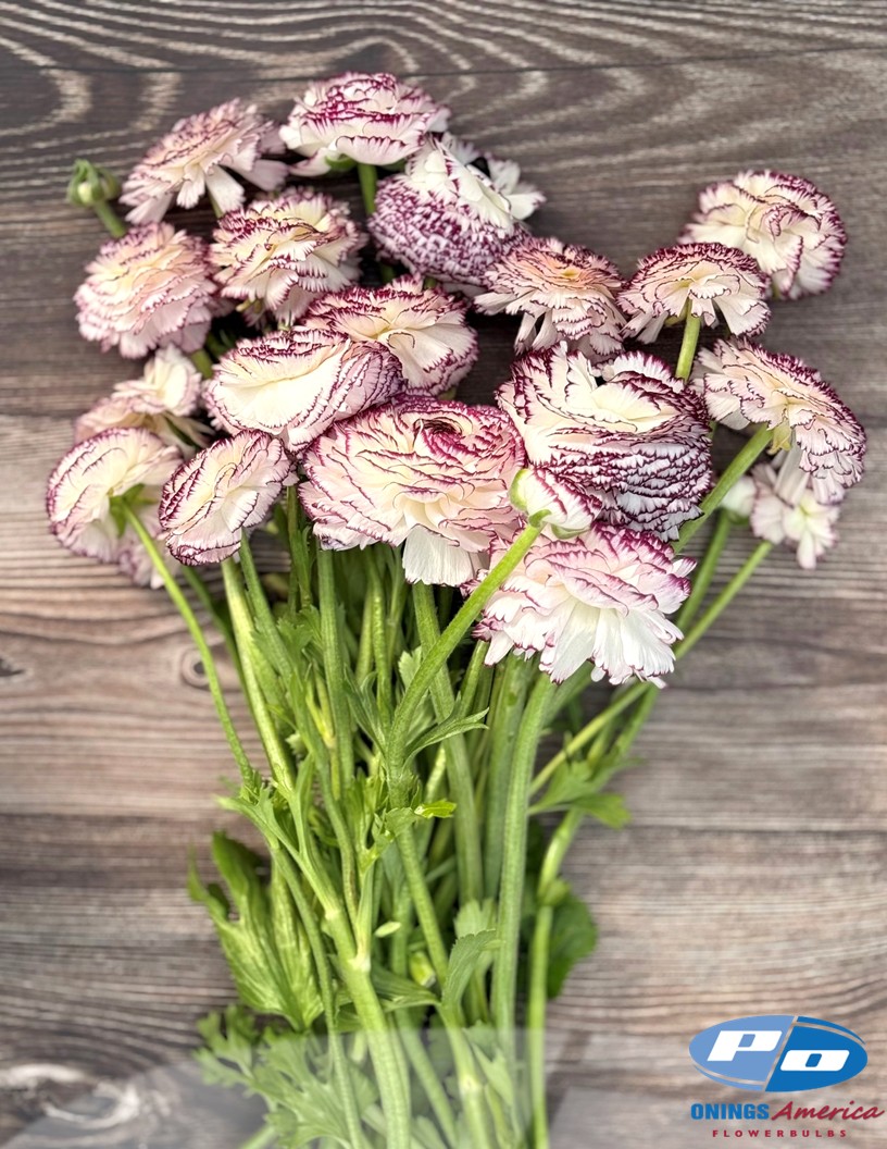Elegance Bianco Striato 48-14 - Elegance® Ranunculus Photo #2