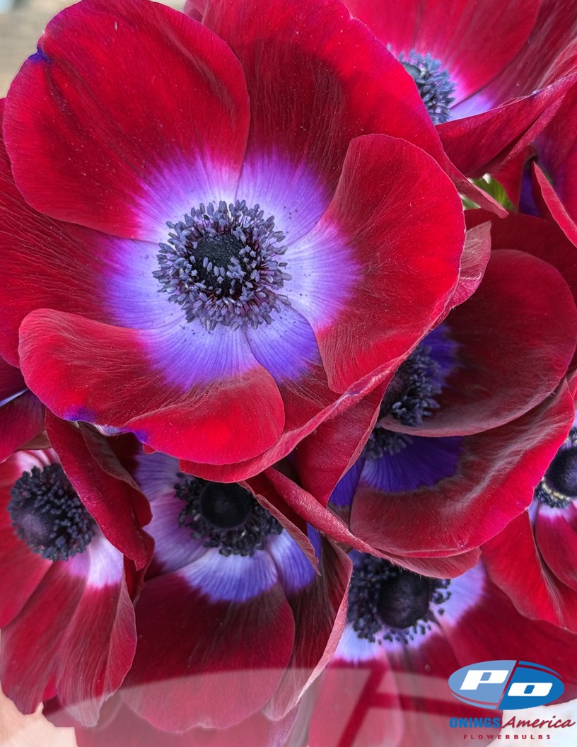 Mistral Bordeaux - Mistral Anemone Photo #2