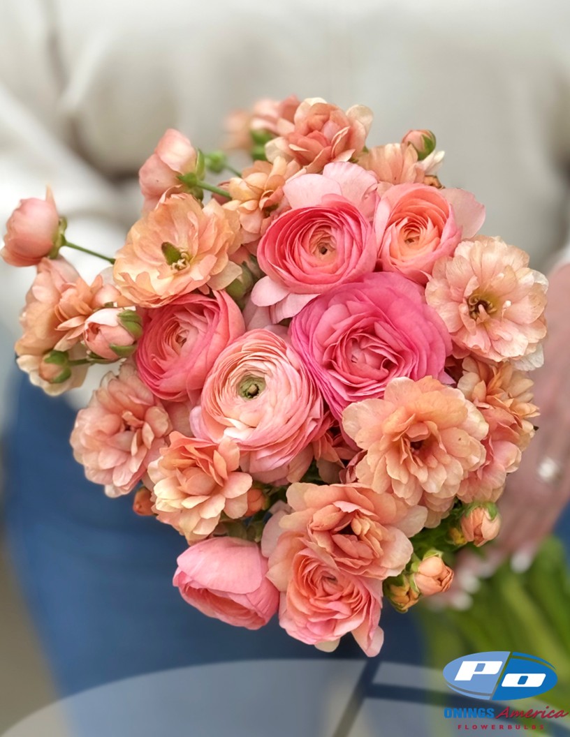 Natura Moderna Aurora (1827MDN) - Natura Moderna® Ranunculus Photo #2