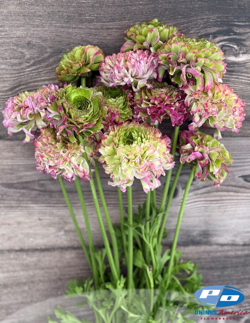 Cloni Pon Pon Malva - Cloni® Ranunculus Photo #2