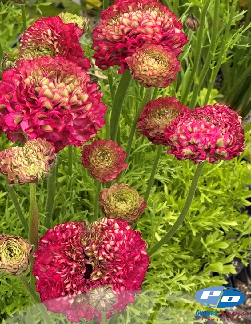 Cloni Pon Pon Aladdin - Cloni® Ranunculus Photo #2