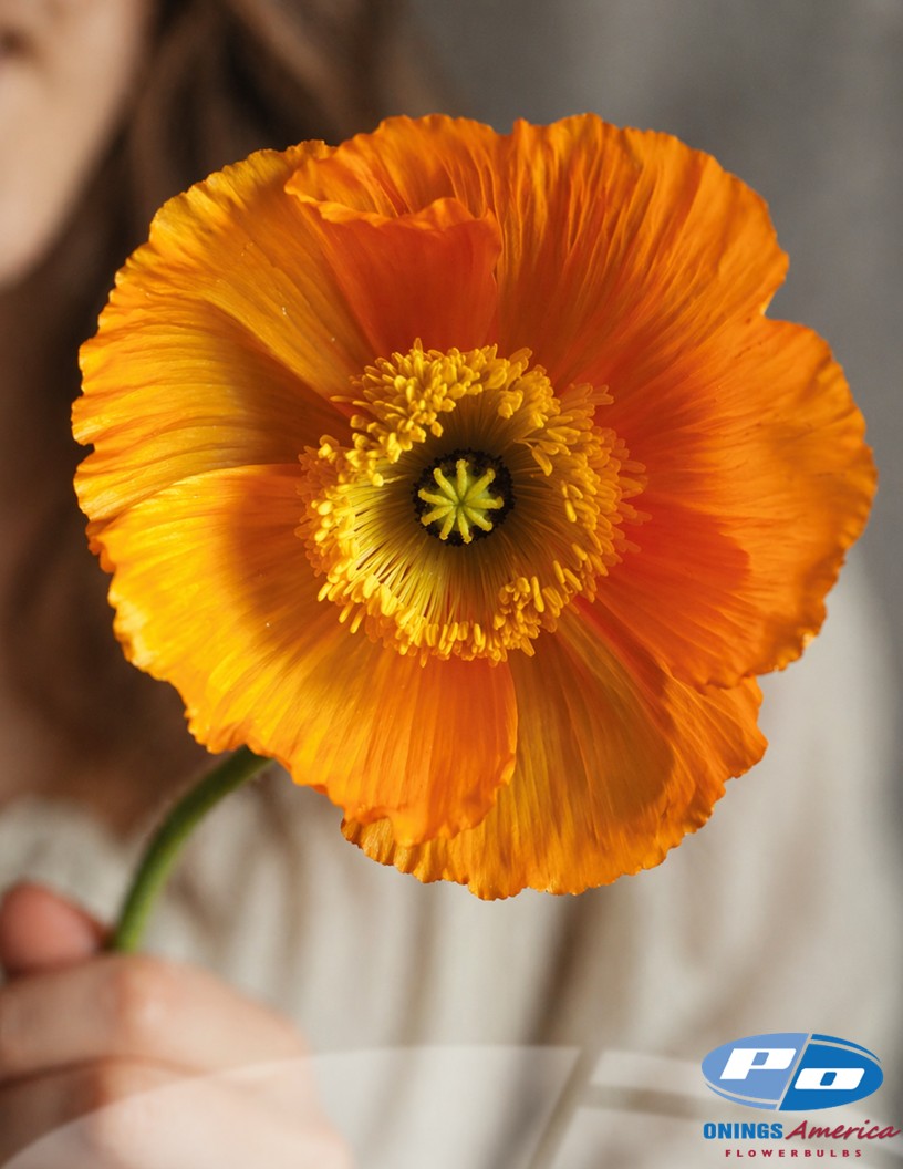 Colibri Arancio - Italian Colibri Poppies