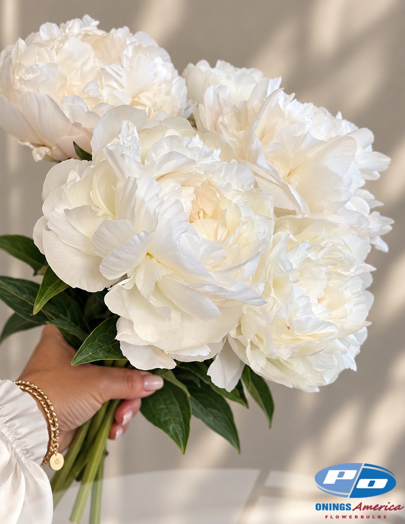 Puffed Cotton - Peonies