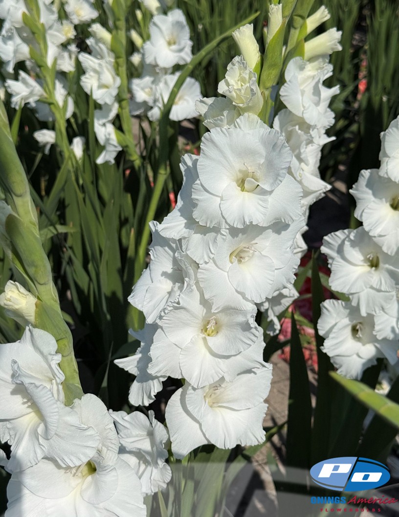 Pura Vida - Gladiolus