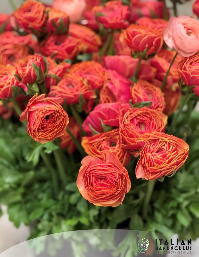 Cloni Success Ring (1752PC / Lollipop) - Cloni® Ranunculus Photo #1