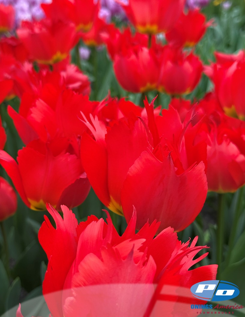 Robbedoes - Tulips Photo #1
