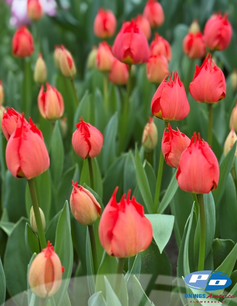 Robbedoes - Tulips Photo #2