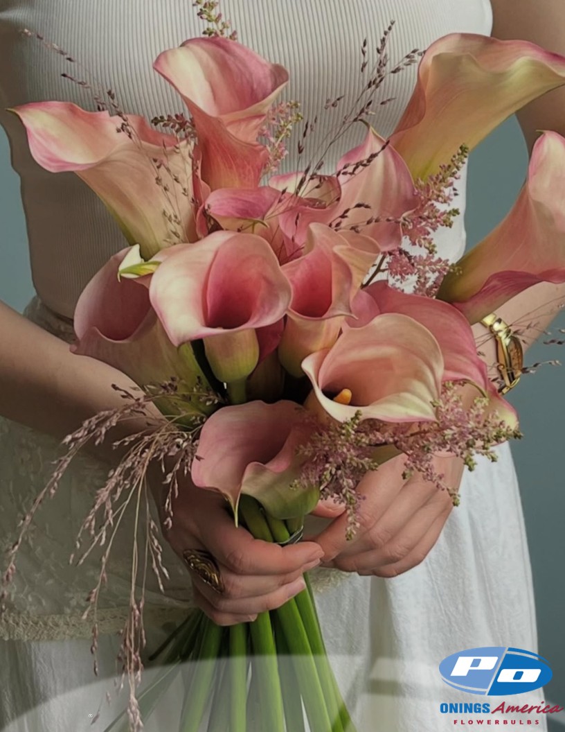 Captain Rosetta - Calla / Zantedeschia Photo #2