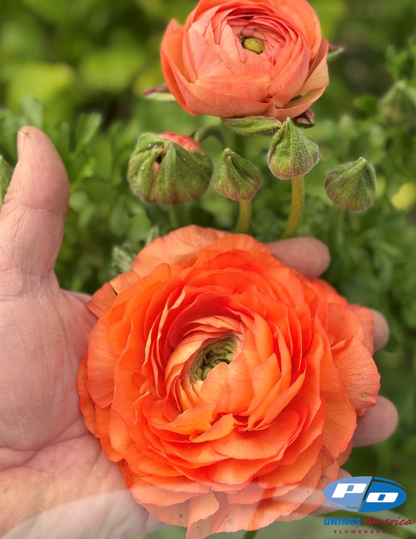 Elegance Salmone 311a - Elegance® Ranunculus Photo #2