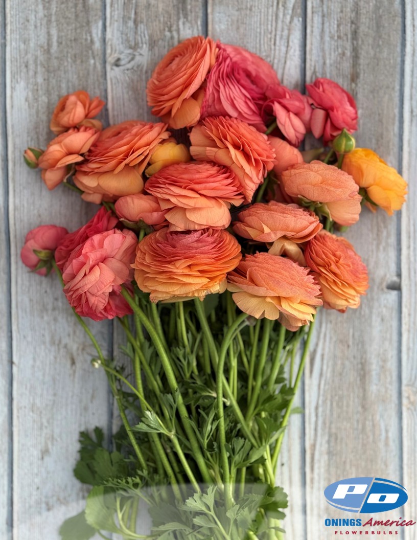 Elegance Salmone 605a - Elegance® Ranunculus Photo #1