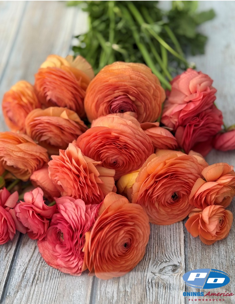 Elegance Salmone 605a - Elegance® Ranunculus Photo #2