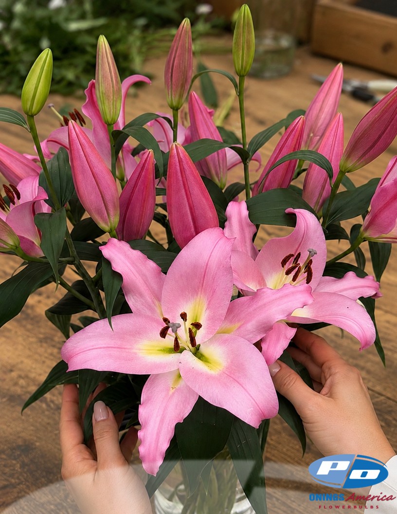Seattle - OxT Hybrid Lilies Photo #1