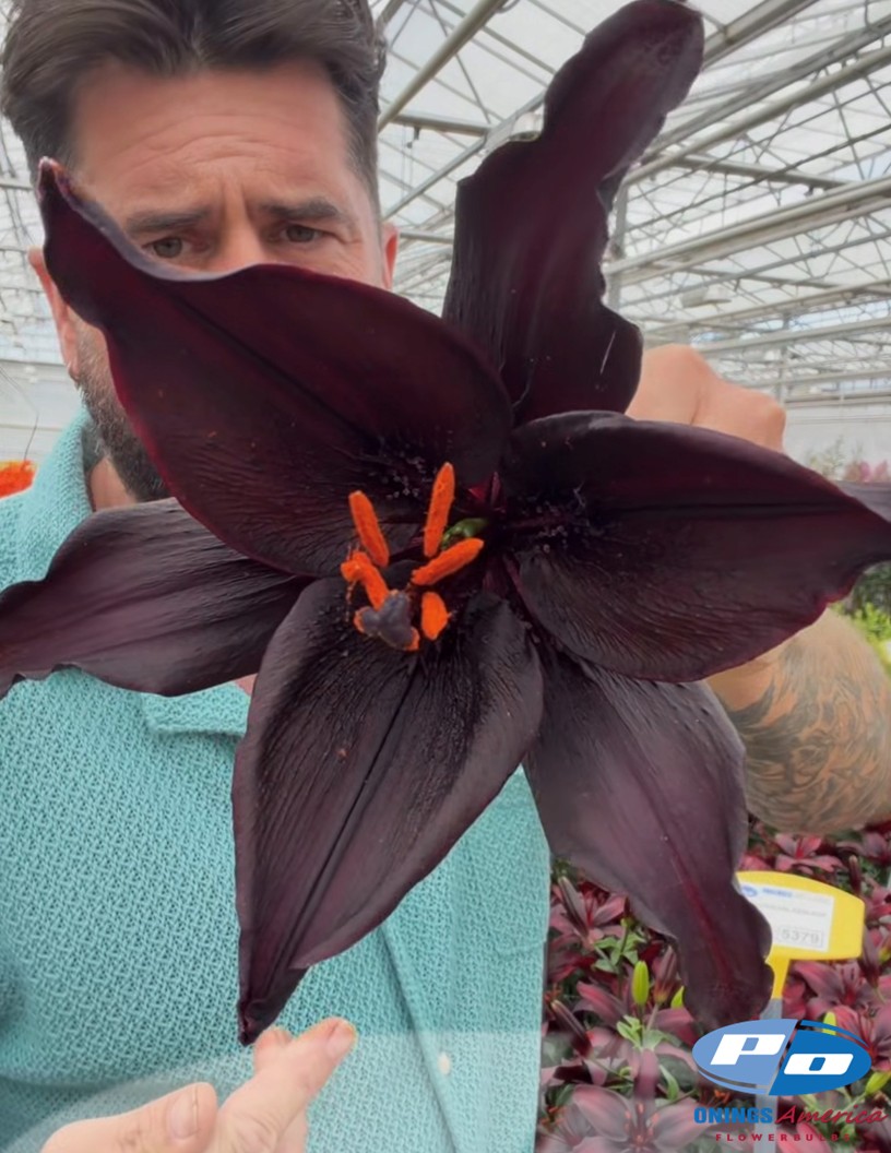 Secret Kiss - Asiatic Lilies Photo #1