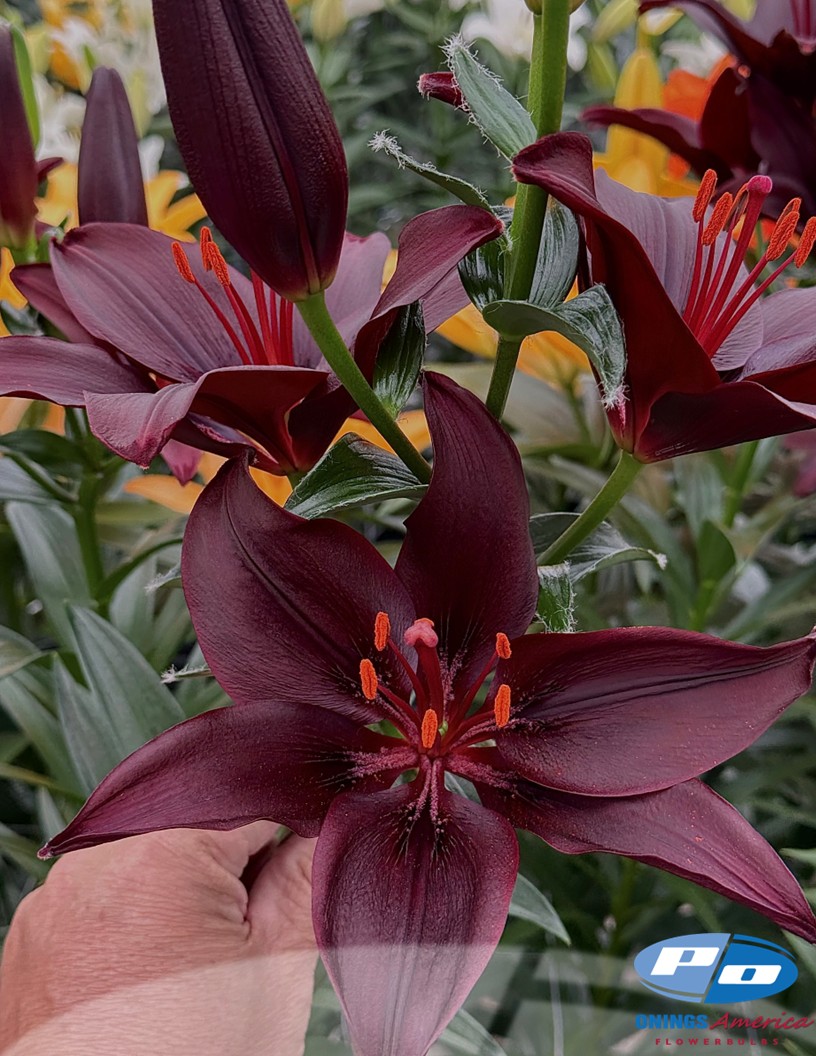 Secret Kiss - Asiatic Lilies Photo #2
