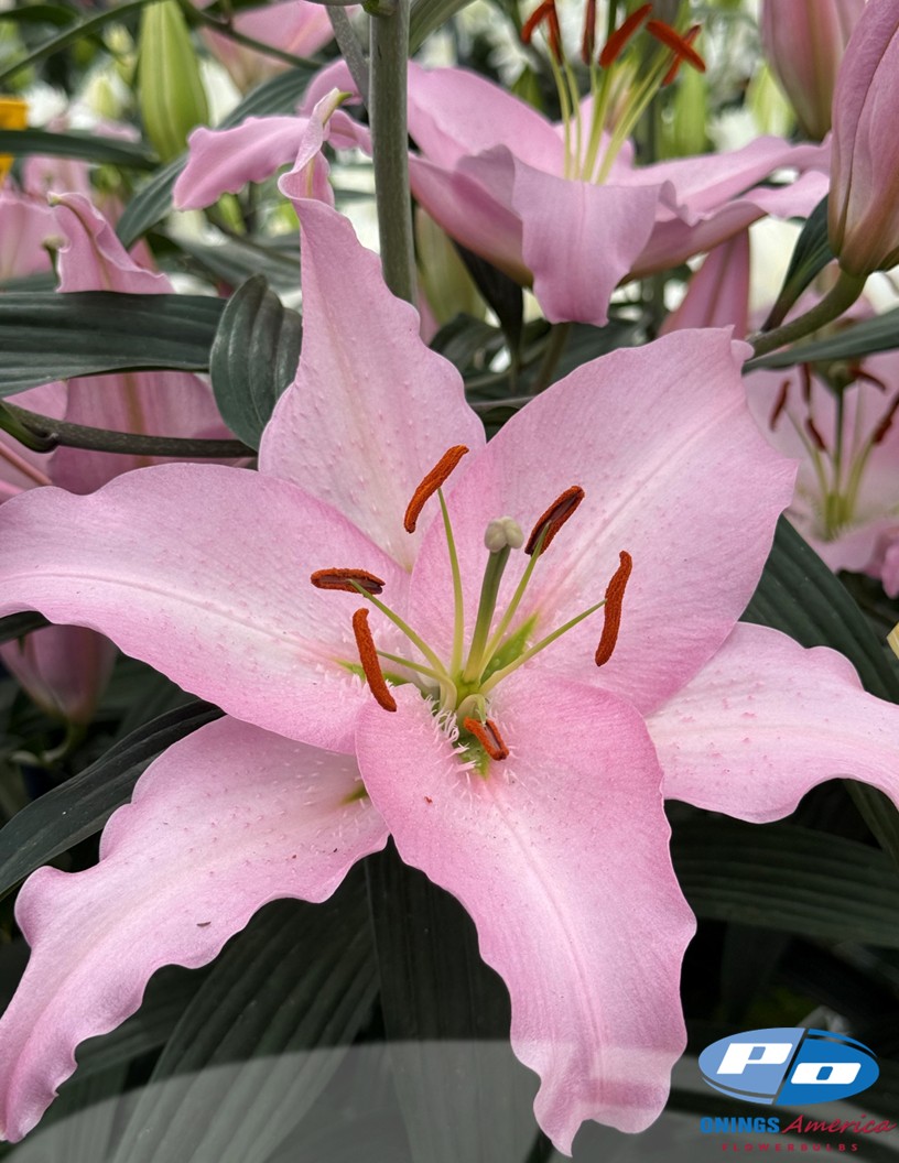 Sheila - Oriental Hybrid Lilies Photo #2