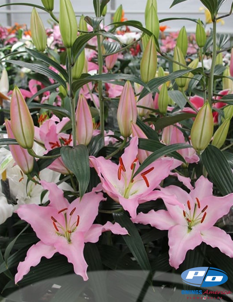 Sheila - Oriental Hybrid Lilies Photo #1