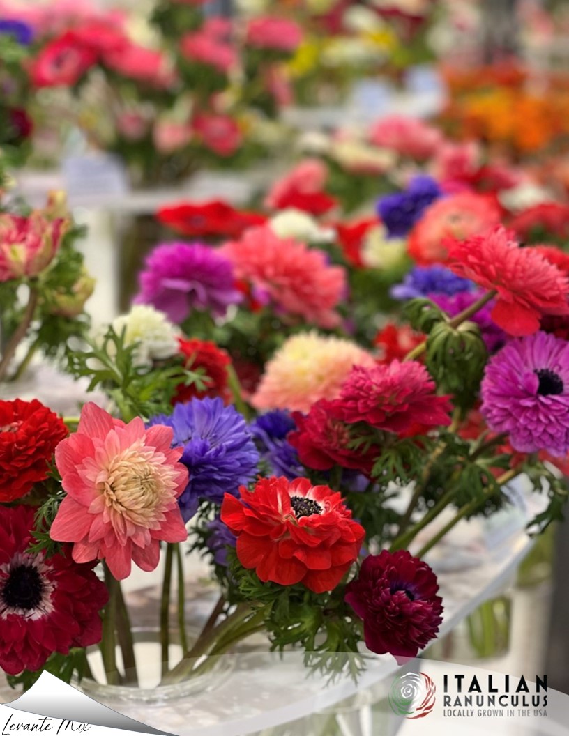 Levante Mix - Levante Anemone Photo #2