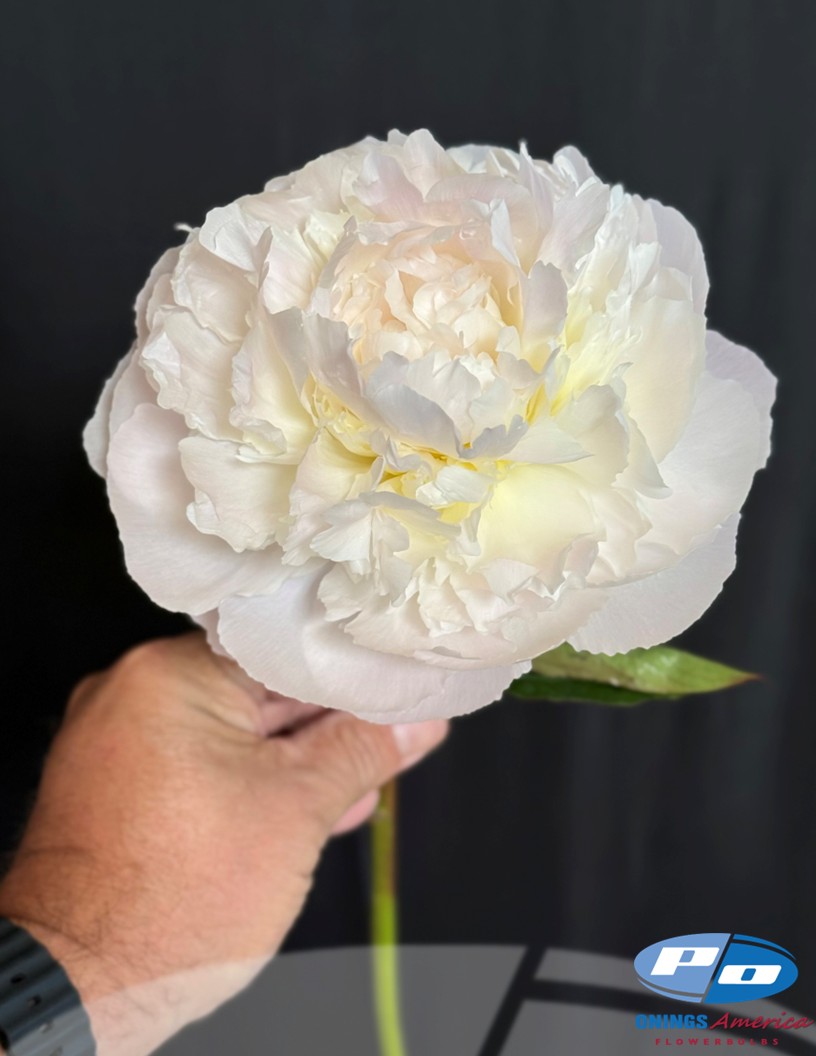 Florence Nicholls - Peonies