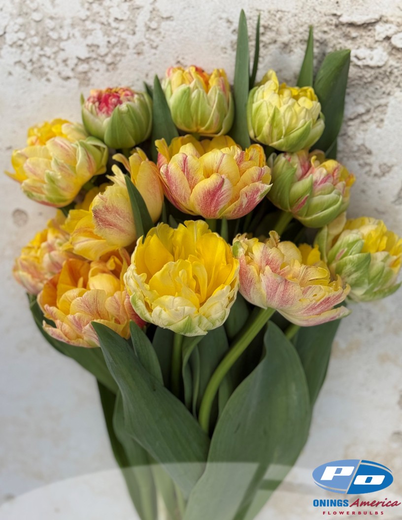 Sprinkle Dip - Tulips Photo #2